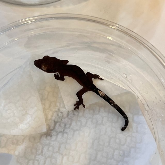 챠콜 팬텀 카푸치노