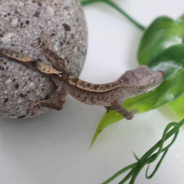 카푸치노