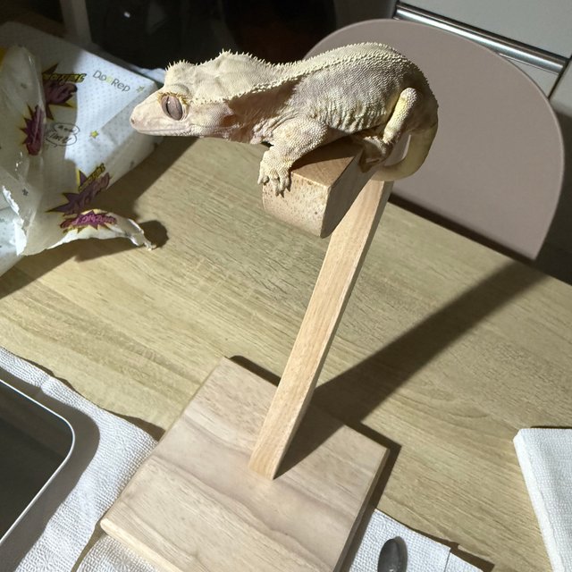 릴리화이트 레드