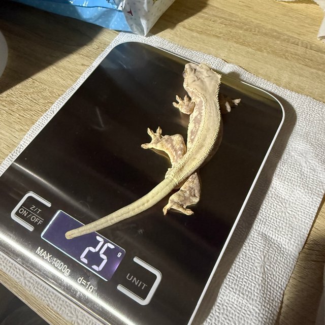 릴리화이트 레드