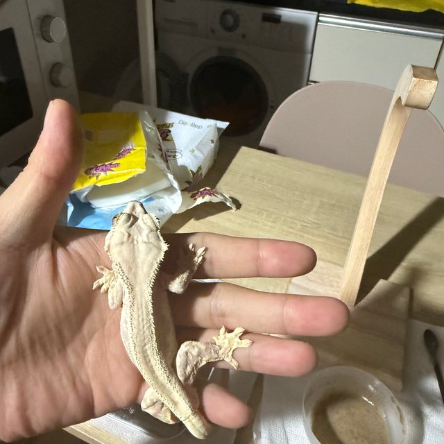 릴리화이트 레드