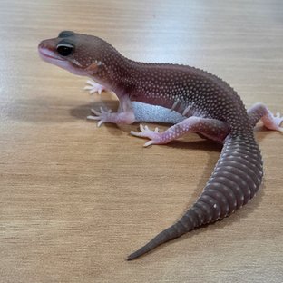 블랙나이트 슈퍼스노우 트램퍼알비노