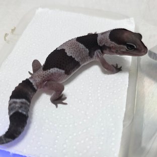 오레오 헷 카라멜