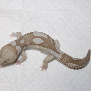 오레오 카라멜 줄루