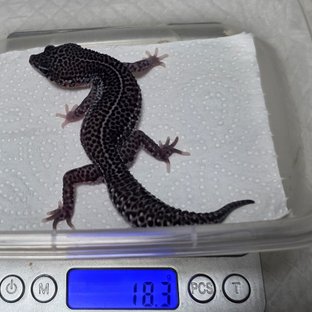 슈퍼스노우 블랙나이트