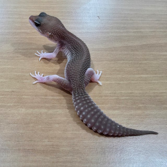 블랙나이트 슈퍼스노우 트램퍼알비노