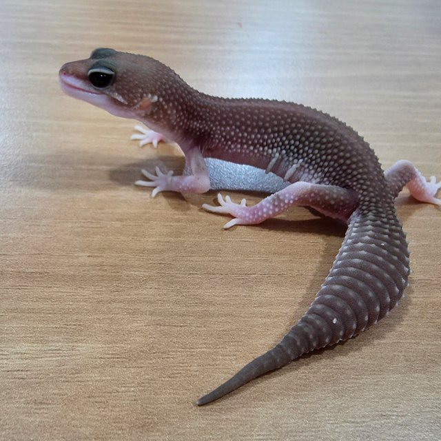 블랙나이트 슈퍼스노우 트램퍼알비노