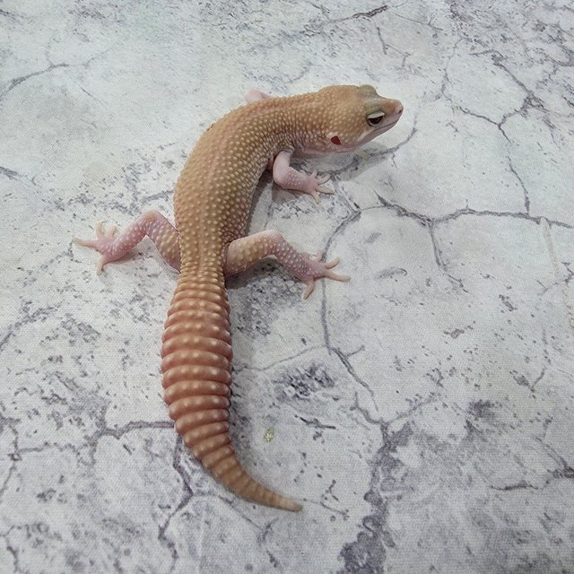 갤럭시 블랙나이트 트램퍼알비노