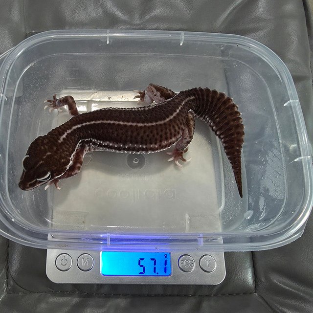 슈퍼스노우 블랙나이트