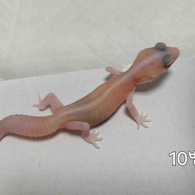 아멜라니스틱 패턴리스