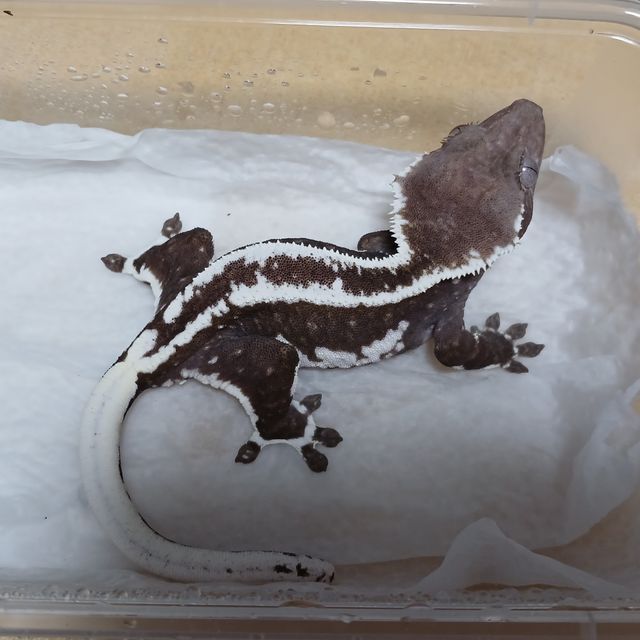 릴잔틱