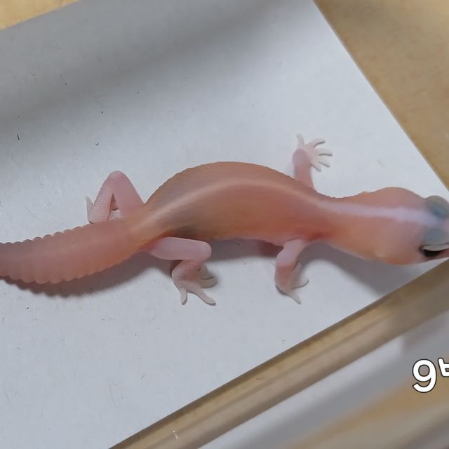 아멜라니스틱 패턴리스