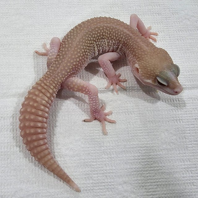 블랙나이트 슈퍼스노우 랩터