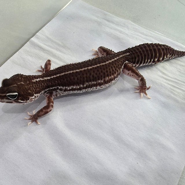 슈퍼스노우 블랙나이트