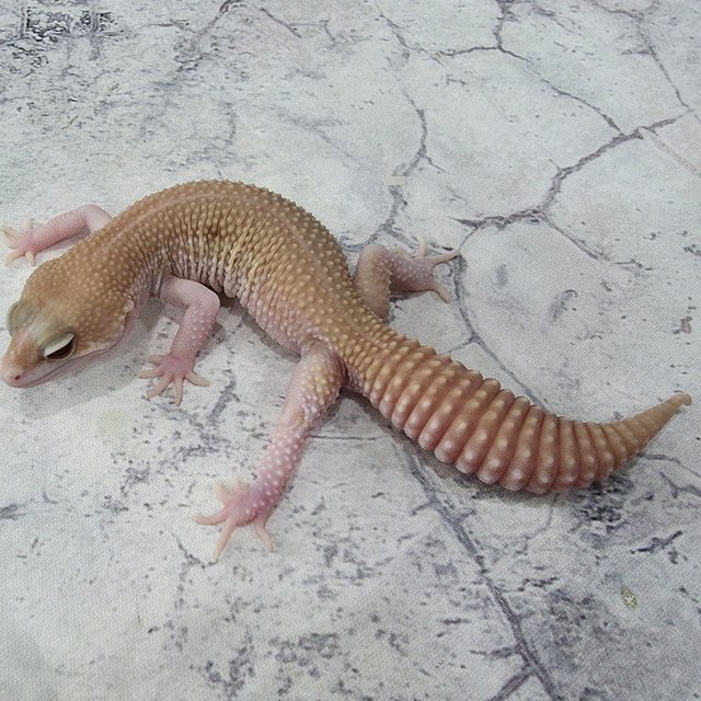 갤럭시 블랙나이트 트램퍼알비노