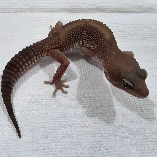 블랙나이트 스노우 트램퍼알비노