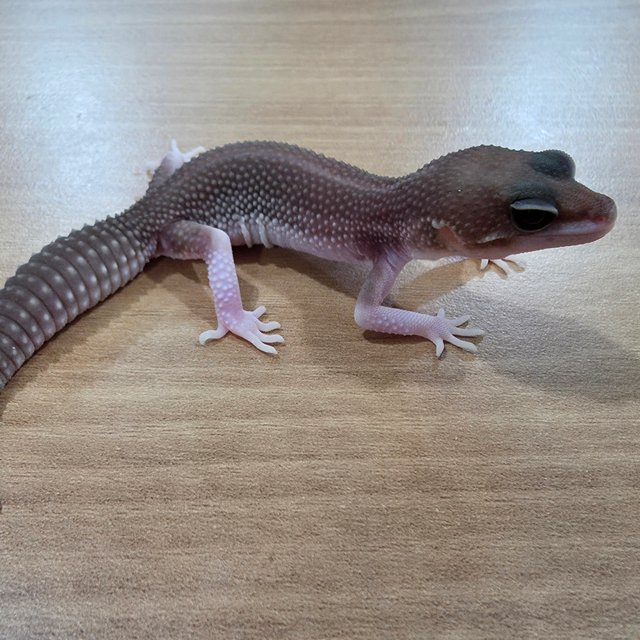 블랙나이트 슈퍼스노우 트램퍼알비노