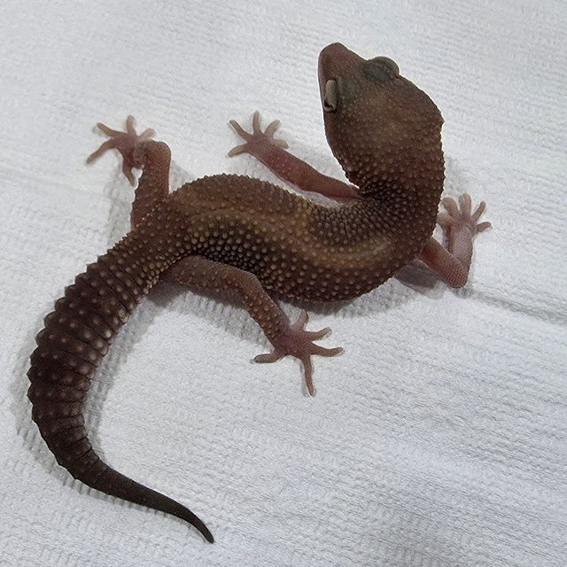 블랙나이트 스노우 트램퍼알비노