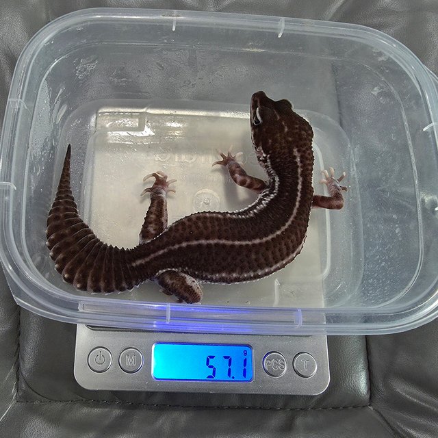 슈퍼스노우 블랙나이트