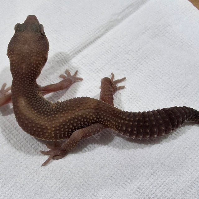 블랙나이트 스노우 트램퍼알비노