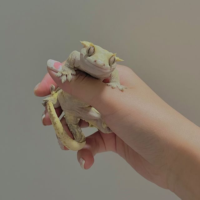 노멀