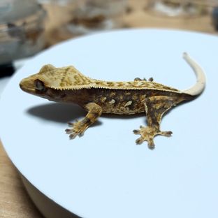 5번
