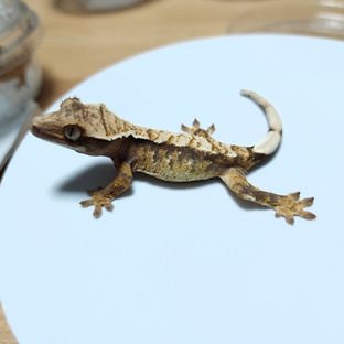 9번