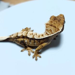 6번