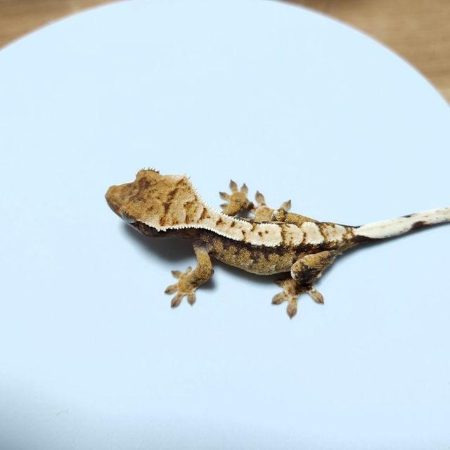 트라이 익스트림할리퀸