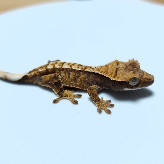 트라이 익스트림할리퀸