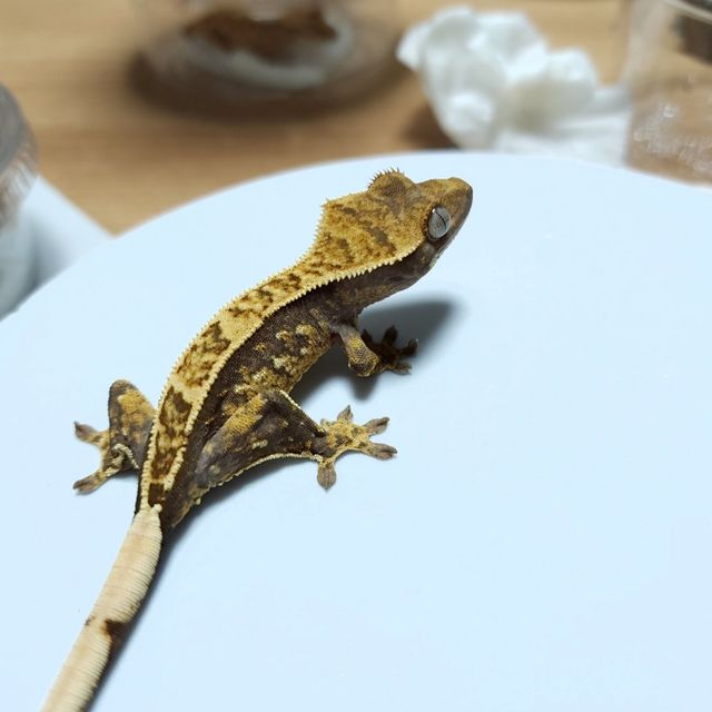 트라이 쿼드 핀스트라이프