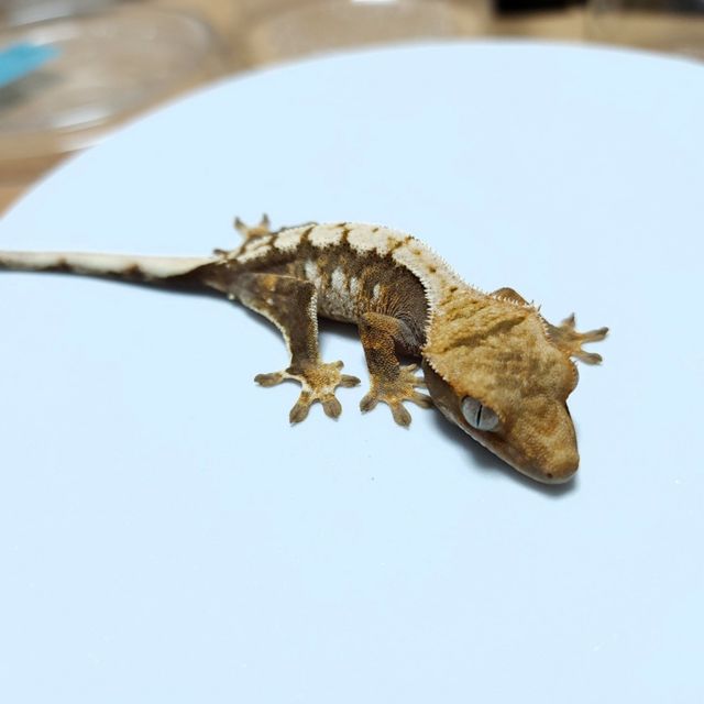 트라이 익스트림할리퀸