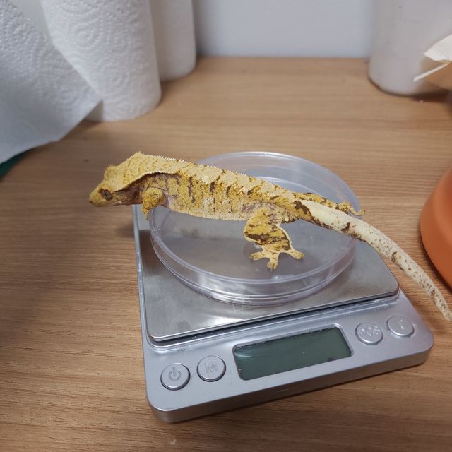 익스트림할리퀸 트라이