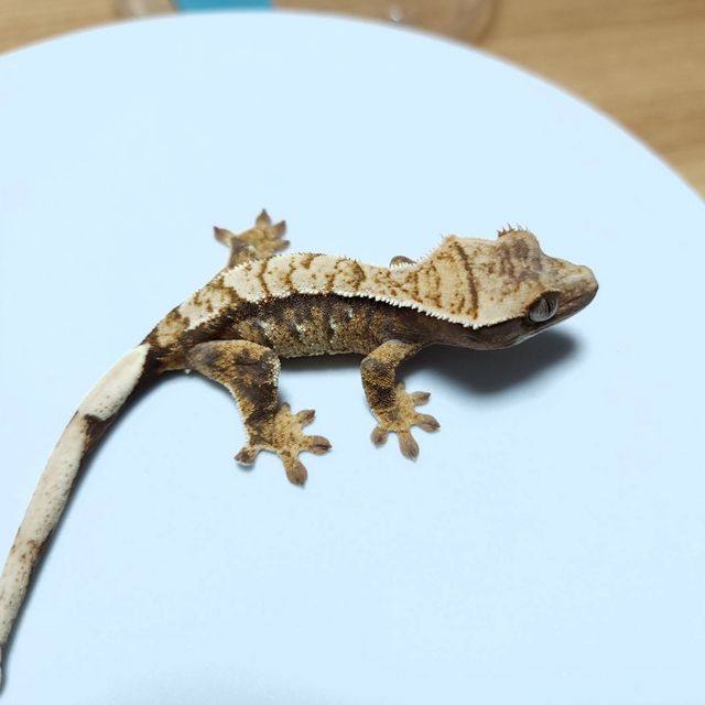 트라이 익스트림할리퀸