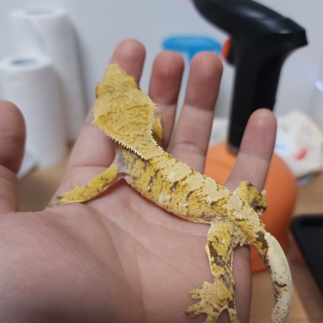 익스트림할리퀸 트라이