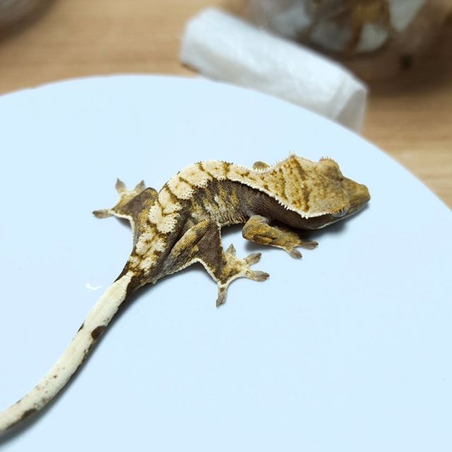 트라이 익스트림할리퀸