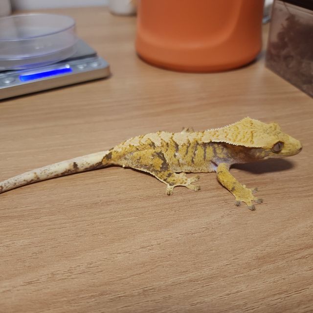 익스트림할리퀸 트라이