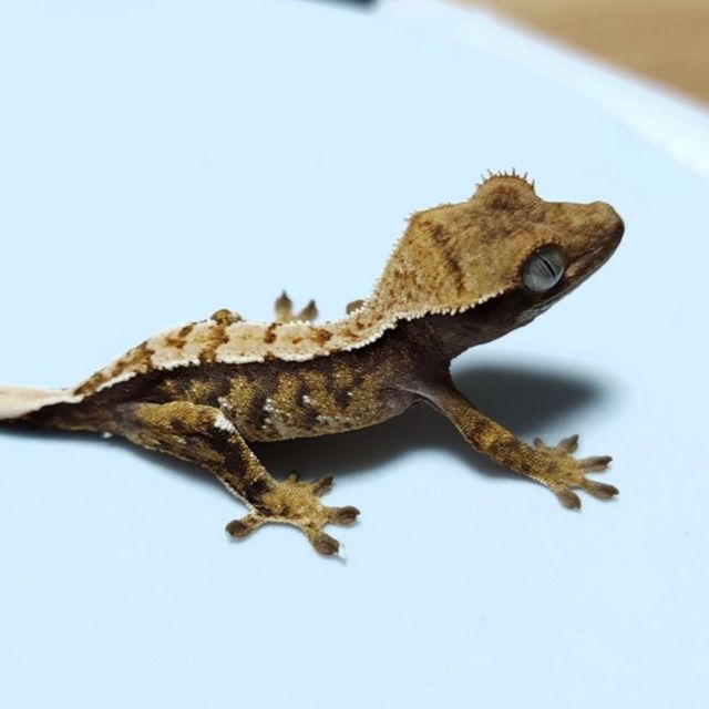 트라이 익스트림할리퀸