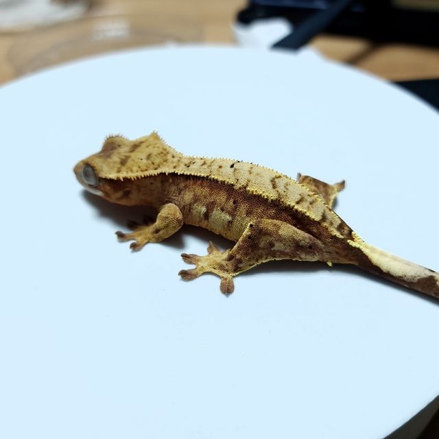 크림