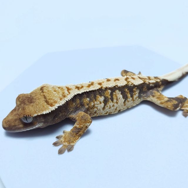 트라이 익스트림할리퀸