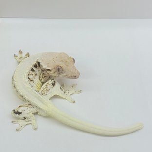두부
