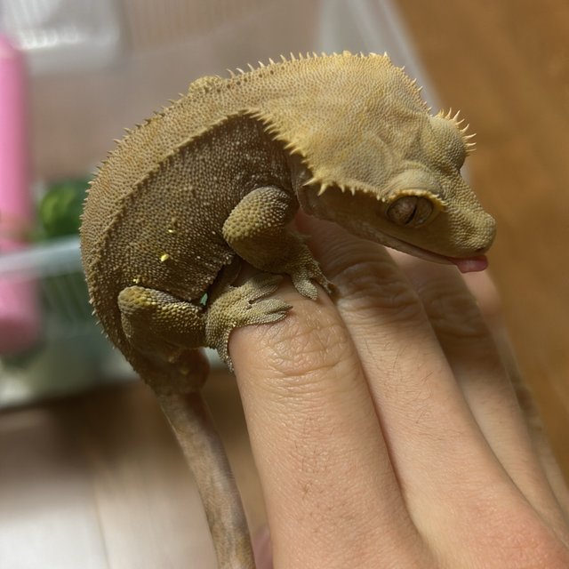 벅스킨 패턴리스 팬텀