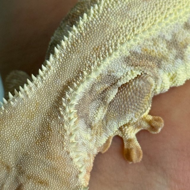 릴리화이트 솔리드백