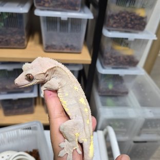 릴리화이트 팬텀