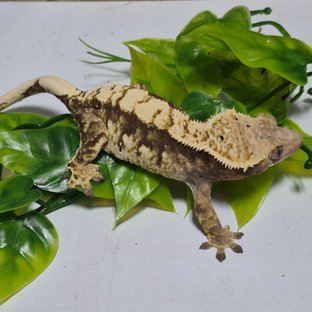 노멀 익스트림할리퀸 트라이