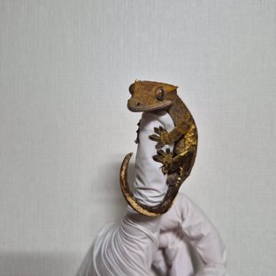 노멀 트라이 익스트림할리퀸