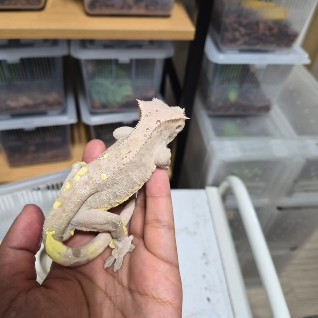 릴리화이트 팬텀