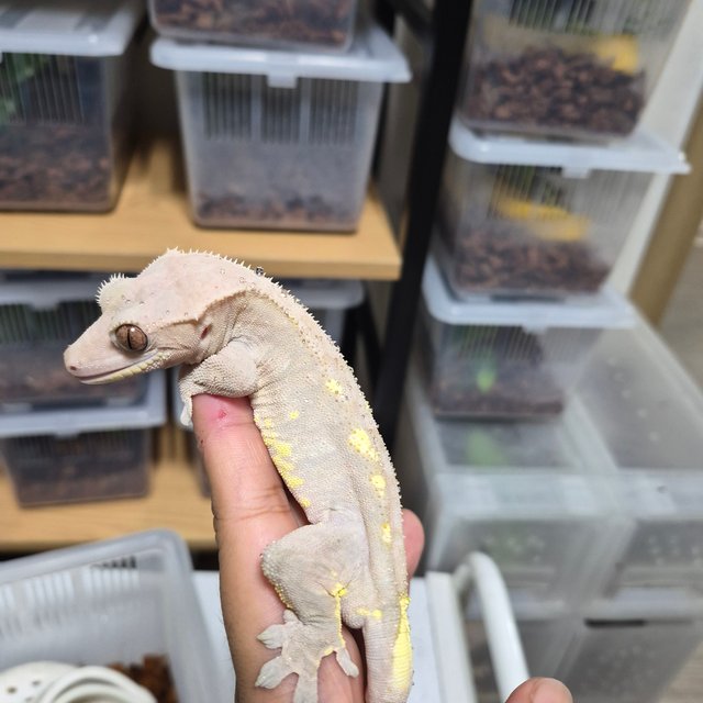 릴리화이트 팬텀