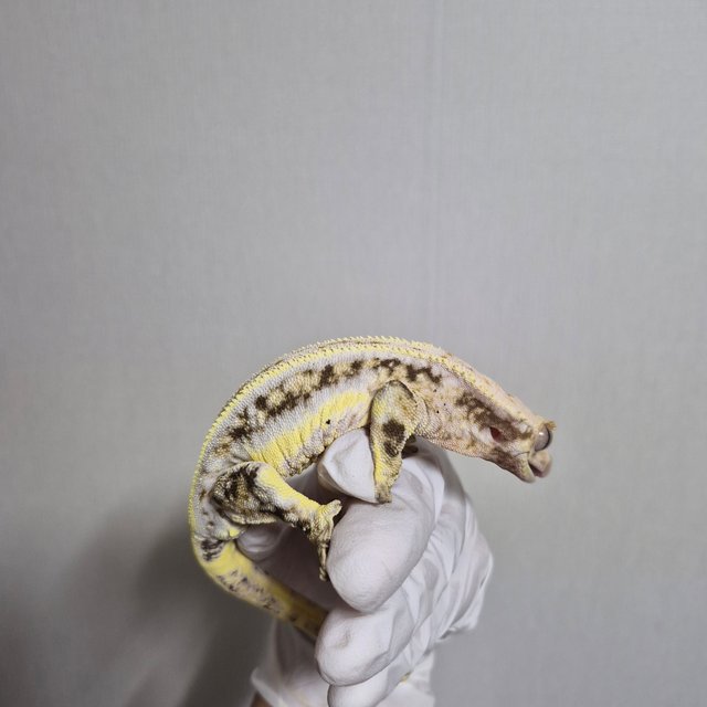 릴리화이트 풀핀