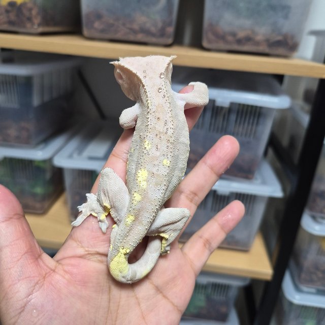 릴리화이트 팬텀